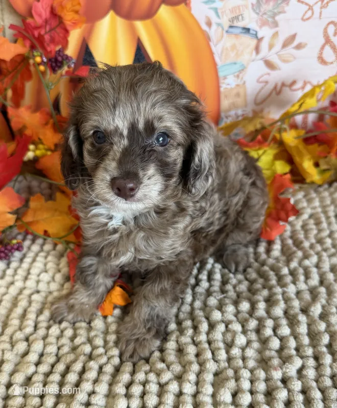 Jackson – Cockapoo puppy for sale in Gaffney, SC
