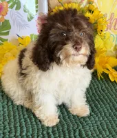 Millie, a female Cockapoo for sale in Gaffney, SC – 3 of 4