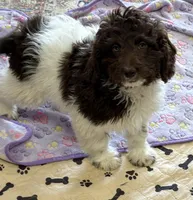 Marie, a female Miniature Goldendoodle for sale in Gaffney, SC – 2 of 7