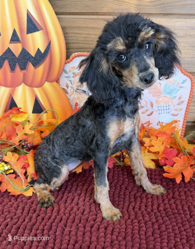 Anna – Poodle - Toy  puppy for sale in Gaffney, SC