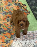 Piper, a female Miniature Labradoodle for sale in Gaffney, SC – 1 of 5