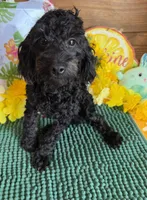 Rocky, a male Cockapoo for sale in Gaffney, SC – 4 of 4