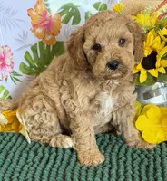 Thompson, a male Miniature Goldendoodle for sale in Gaffney, SC – 1 of 3