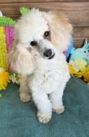 Newton, a male Poodle - Toy  for sale in Gaffney, SC – 5 of 5