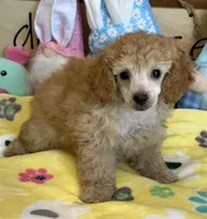 Pansy, a female Poodle - Toy  for sale in Gaffney, SC – Photo 4 of 4