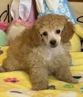 Pansy, a female Poodle - Toy  for sale in Gaffney, SC – Photo 2 of 4