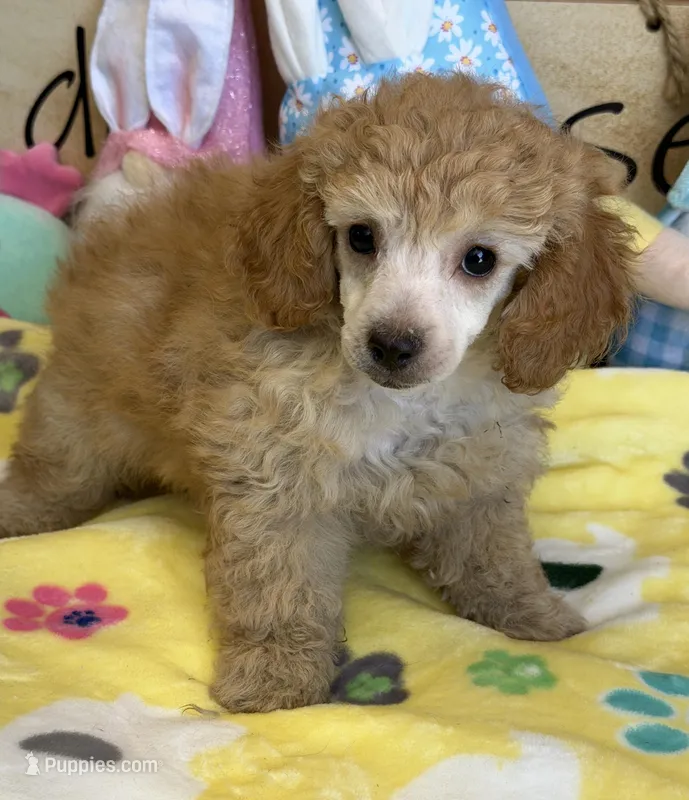 Pansy – Poodle - Toy  puppy for sale in Gaffney, SC