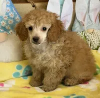 Pansy, a female Poodle - Toy  for sale in Gaffney, SC – Photo 3 of 4