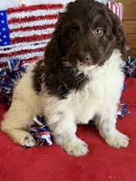 Marie, a female Miniature Goldendoodle for sale in Gaffney, SC – 5 of 7