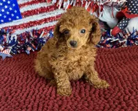 Cinders, a female Poodle - Toy  for sale in Gaffney, SC – 2 of 2