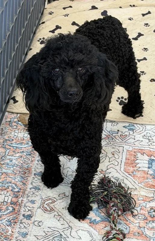 Ebony – Poodle - Miniature  puppy for sale in Gaffney, SC