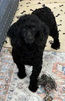Ebony, a male Poodle - Miniature  for sale in Gaffney, SC – 1 of 9
