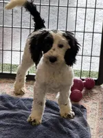 Oreo, a female Miniature Labradoodle for sale in Gaffney, SC – 7 of 10