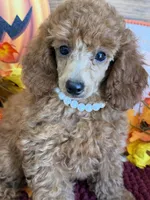 Lucy, a female Poodle - Miniature  for sale in Gaffney, SC – 2 of 4