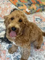 Tanzy, a female Miniature Labradoodle for sale in Gaffney, SC – 7 of 8
