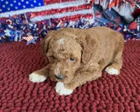 Boots, a female Miniature Labradoodle for sale in Gaffney, SC – 3 of 3