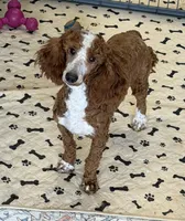 Huck, a male Poodle - Miniature  for sale in Gaffney, SC – 2 of 3