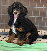 Tator, a male Poodle - Miniature  for sale in Gaffney, SC – 3 of 5