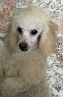 Pansy, a female Poodle - Toy  for sale in Gaffney, SC – 7 of 7