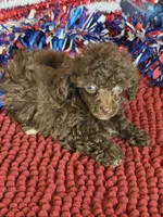 Cocoa, a female Poodle - Toy  for sale in Gaffney, SC – 3 of 4