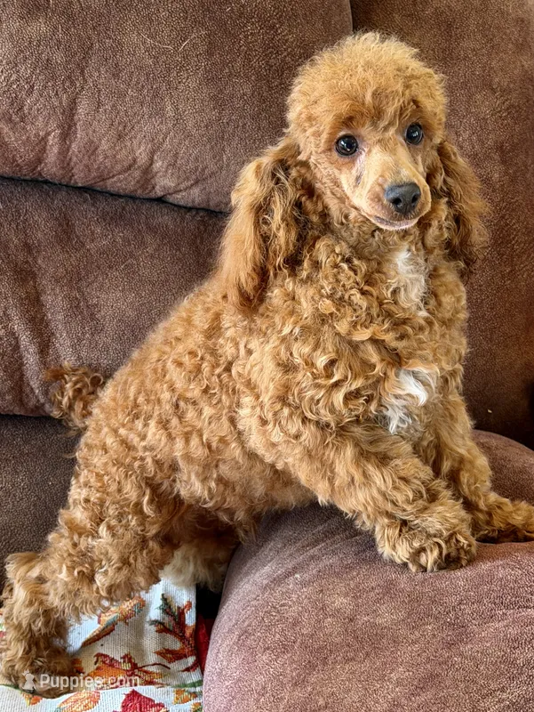 Finn – Poodle - Toy  puppy for sale in Gaffney, SC