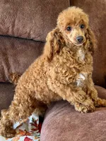 Finn, a male Poodle - Toy  for sale in Gaffney, SC – 1 of 9