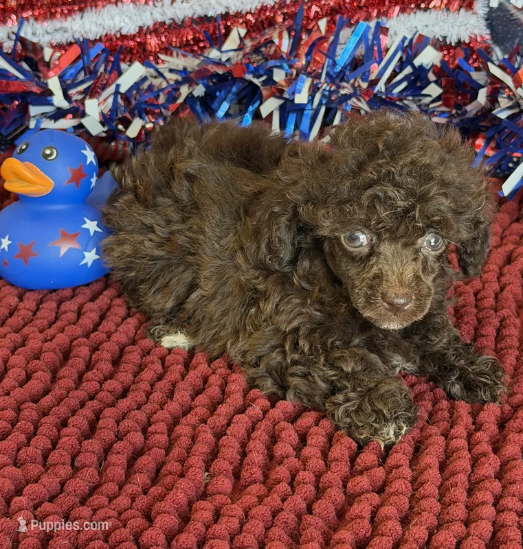 Cocoa – Poodle - Toy  puppy for sale in Gaffney, SC