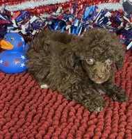 Cocoa, a female Poodle - Toy  for sale in Gaffney, SC – 1 of 4