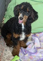 Tator, a male Poodle - Miniature  for sale in Gaffney, SC – 5 of 5
