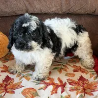 Molly, a female Cockapoo for sale in Gaffney, SC – 2 of 5