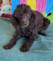 Hershall, a male Poodle - Miniature  for sale in Gaffney, SC – 4 of 4