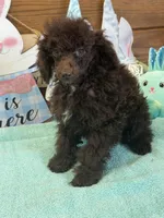Hershall, a male Poodle - Toy  for sale in Gaffney, SC – Photo 2 of 3