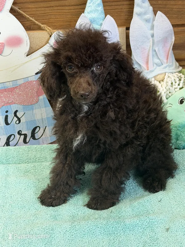 Hershall – Poodle - Toy  puppy for sale in Gaffney, SC