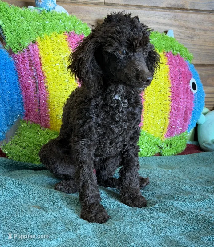 Hershall – Poodle - Miniature  puppy for sale in Gaffney, SC
