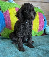 Hershall, a male Poodle - Miniature  for sale in Gaffney, SC – 1 of 4