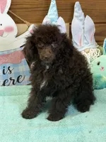 Hershall, a male Poodle - Toy  for sale in Gaffney, SC – Photo 3 of 3