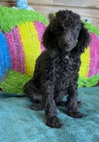 Hershall, a male Poodle - Miniature  for sale in Gaffney, SC – 2 of 4