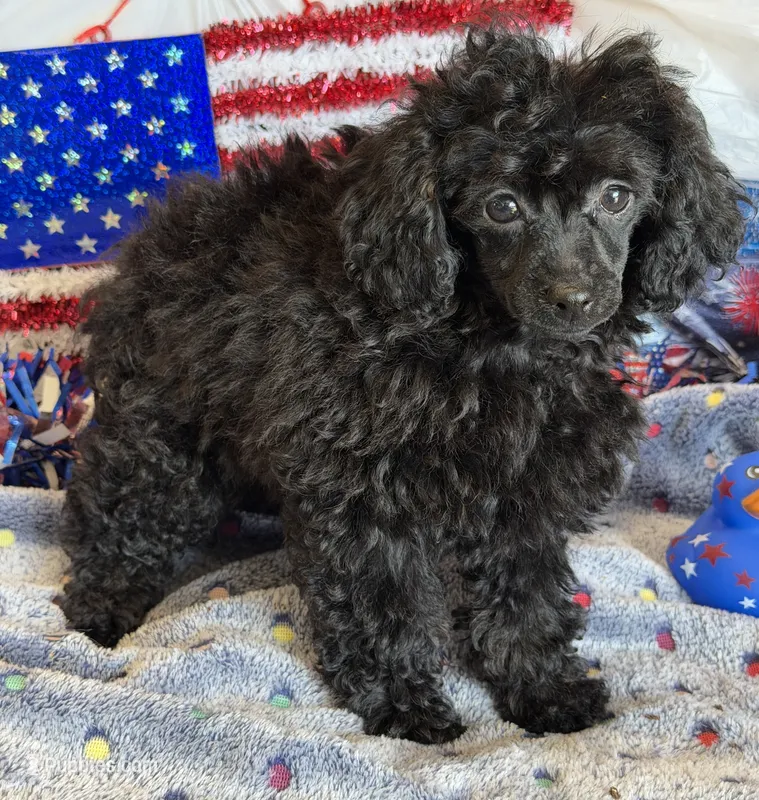 Lilly – Poodle - Toy  puppy for sale in Gaffney, SC