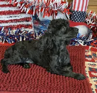 Cuddles, a female Poodle - Toy  for sale in Gaffney, SC – 4 of 4