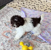 Sara, a female Miniature Goldendoodle for sale in Gaffney, SC – 2 of 7