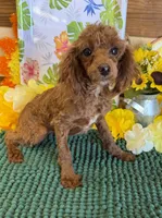 Lottie, a female Poodle - Toy  for sale in Gaffney, SC – 2 of 3