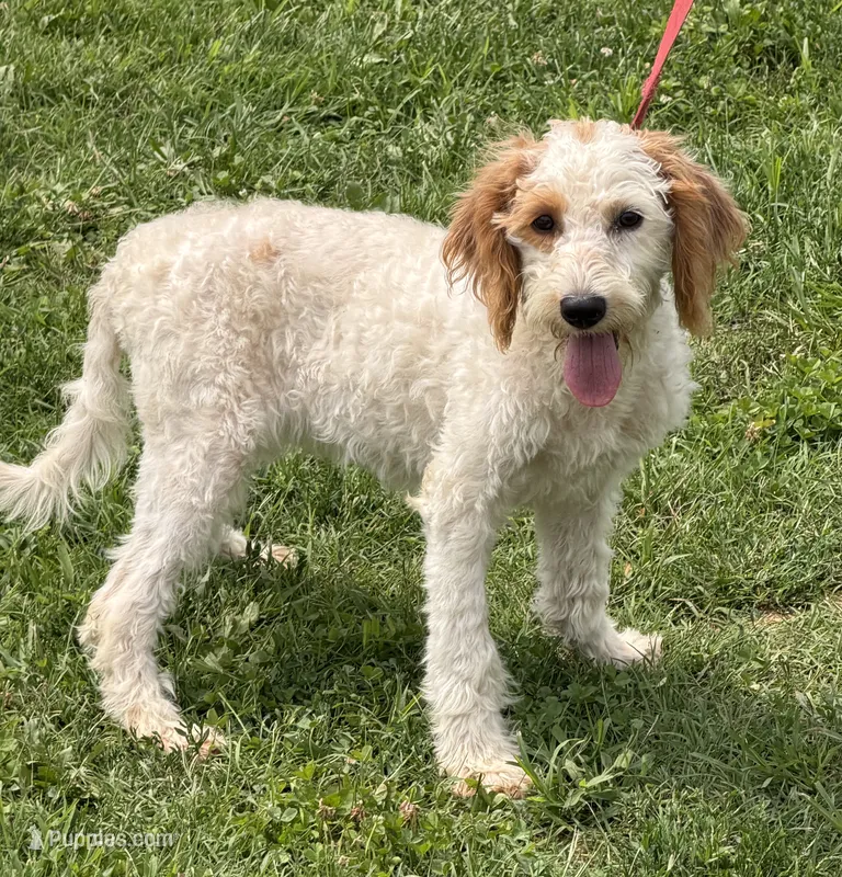 Patty – Miniature Labradoodle puppy for sale in Gaffney, SC