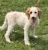 Patty, a female Miniature Labradoodle for sale in Gaffney, SC – 1 of 4