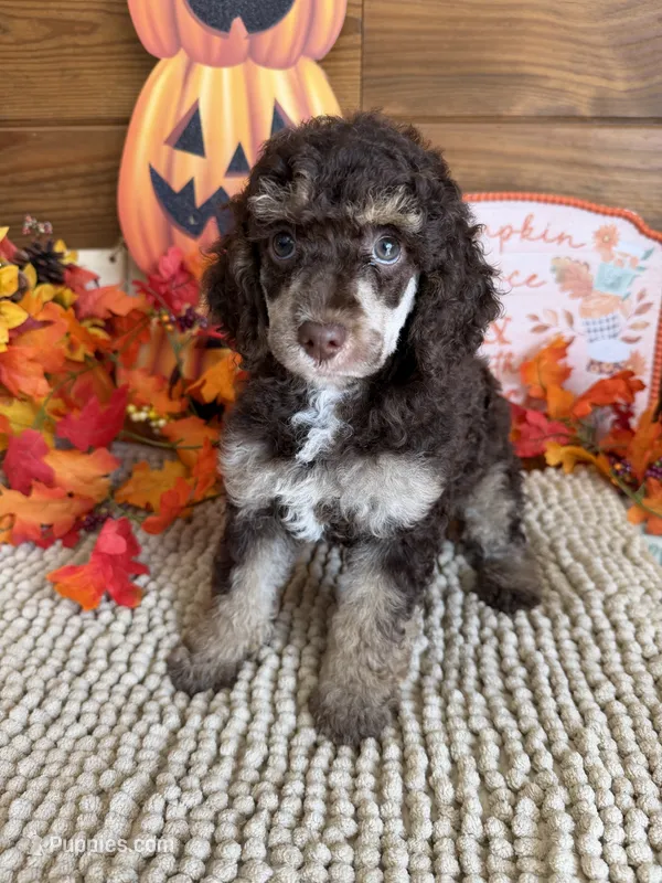 Lainey – Poodle - Miniature  puppy for sale in Gaffney, SC