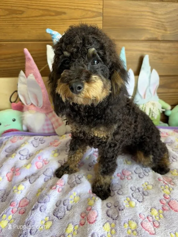 Benny – Cockapoo puppy for sale in Gaffney, SC