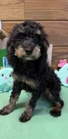 Benny, a male Cockapoo for sale in Gaffney, SC – Photo 2 of 3