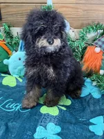 Benny, a male Cockapoo for sale in Gaffney, SC – Photo 1 of 3