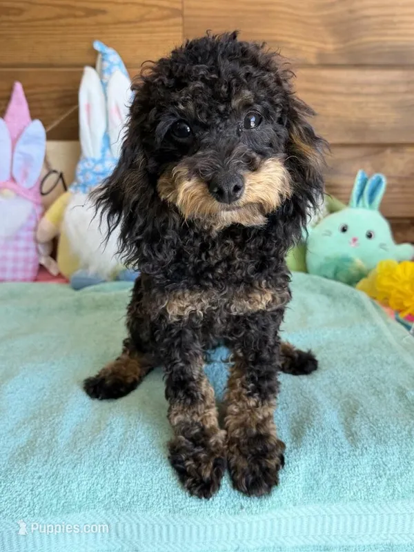 Benny – Cockapoo puppy for sale in Gaffney, SC