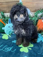 Benny, a male Cockapoo for sale in Gaffney, SC – Photo 3 of 3