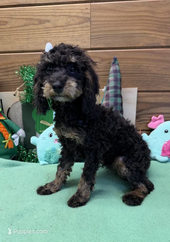 Benny – Cockapoo puppy for sale in Gaffney, SC
